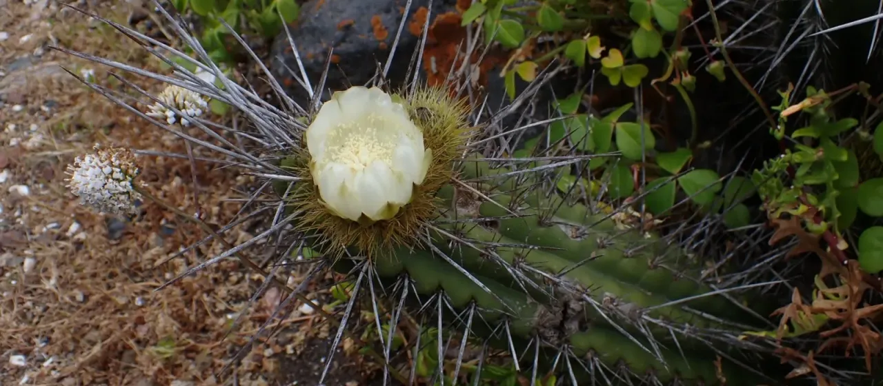 Eulychnia castanea