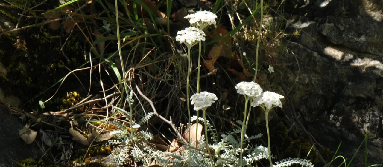 Achillea fraasii