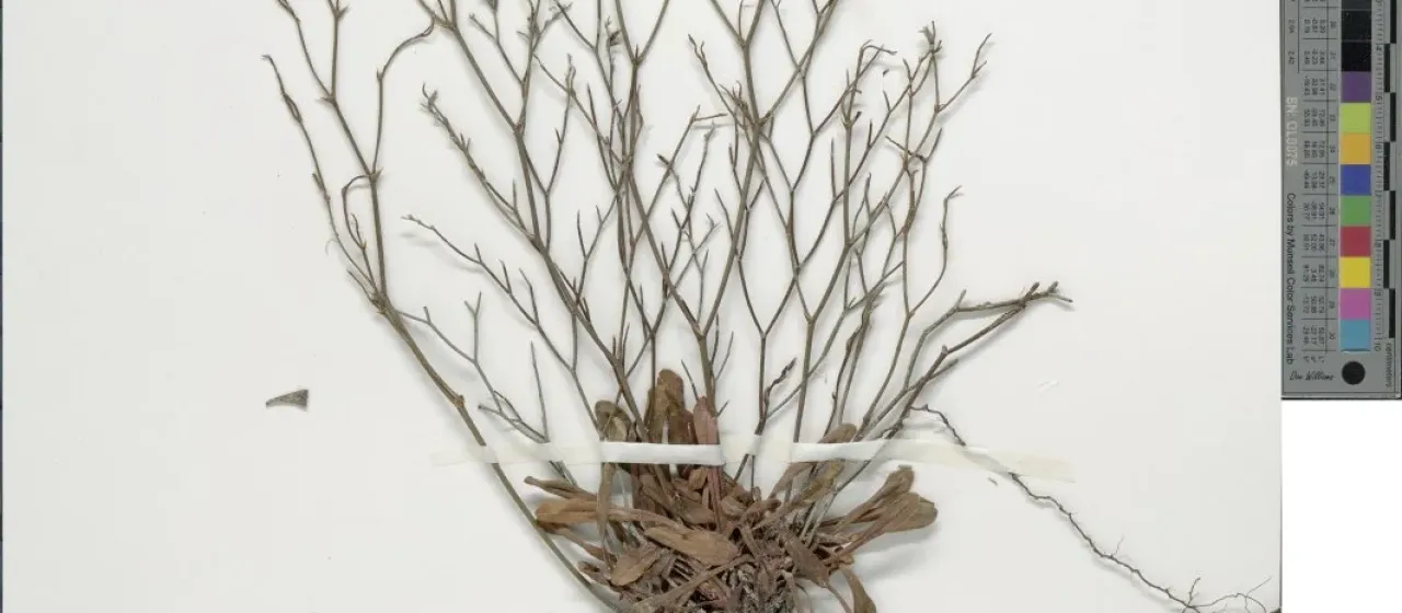 Limonium ocymifolium