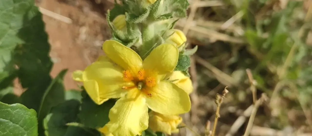 Oval-leaved mullein