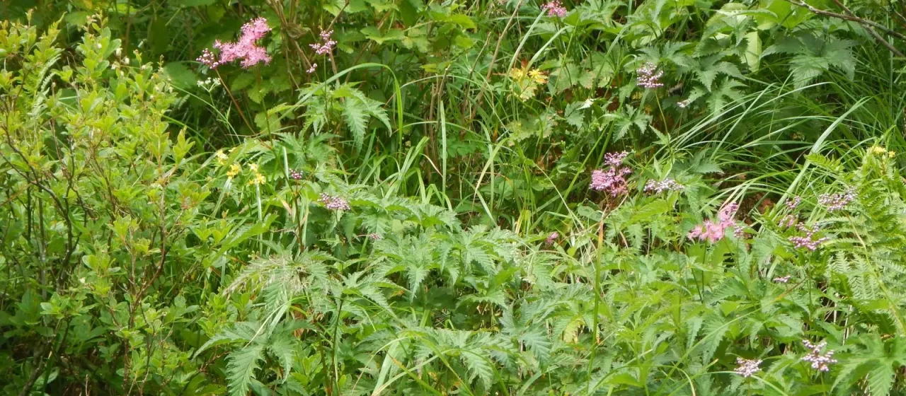 Korean meadowsweet