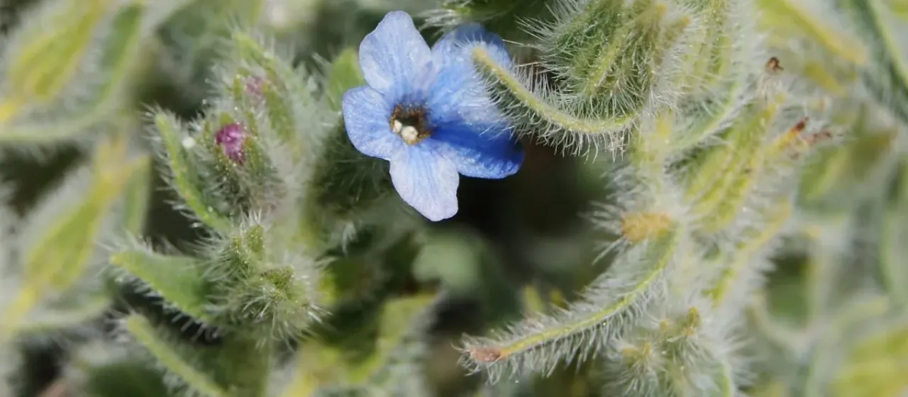 Alkanna strigosa