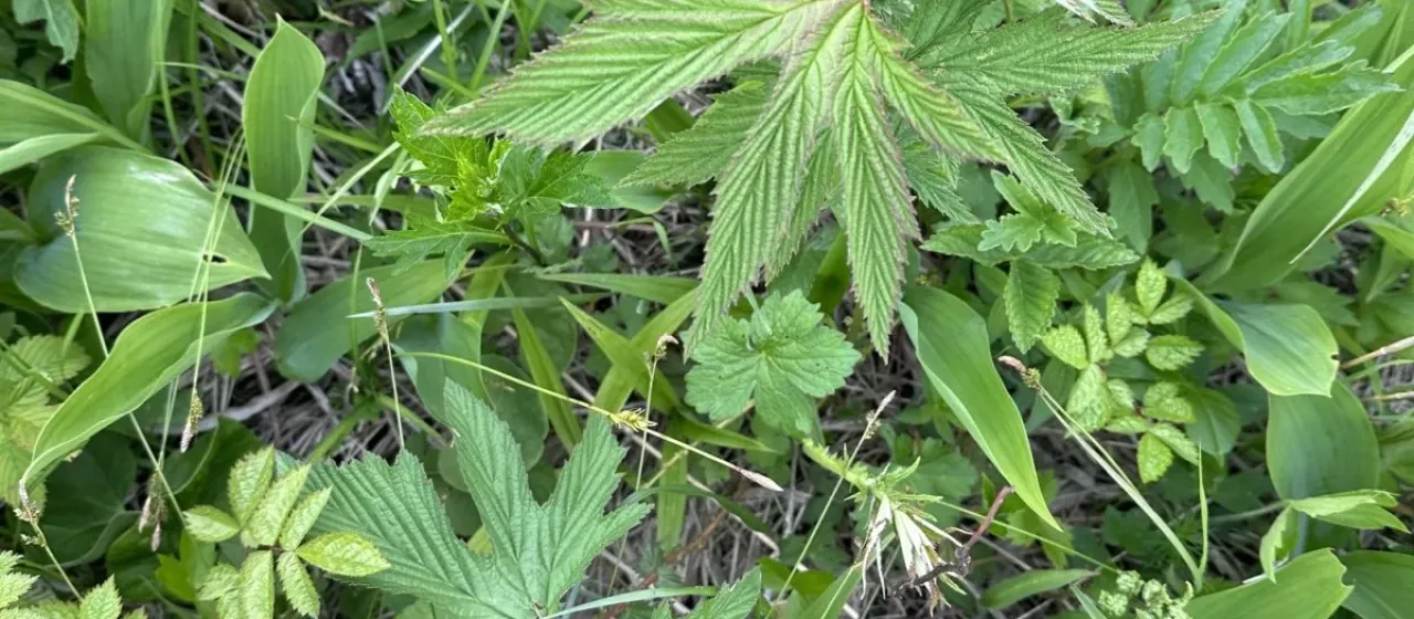 Siberian meadowsweet