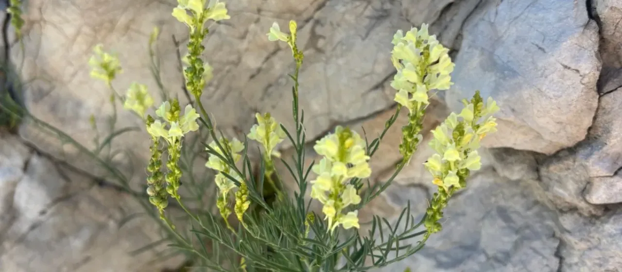 Linaria peloponnesiaca