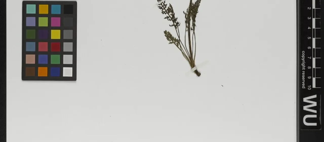 Pedicularis orthantha