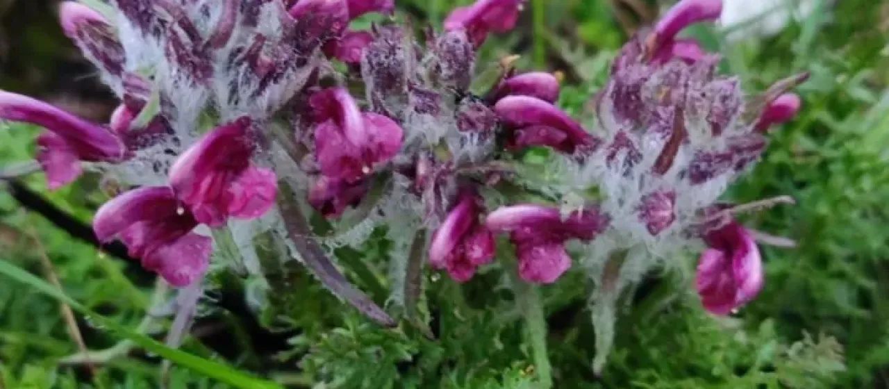 Pedicularis petiolaris