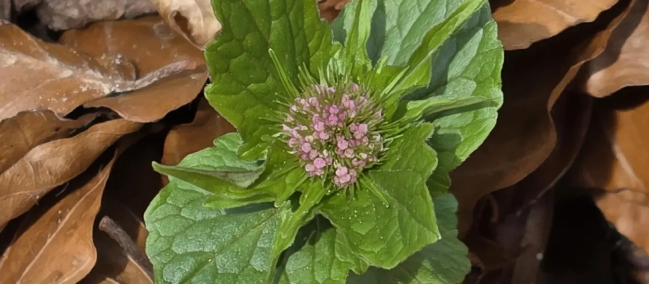 Three-leaf valerian
