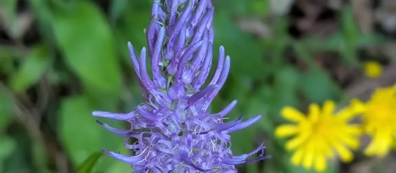 Betony-leaved rampion