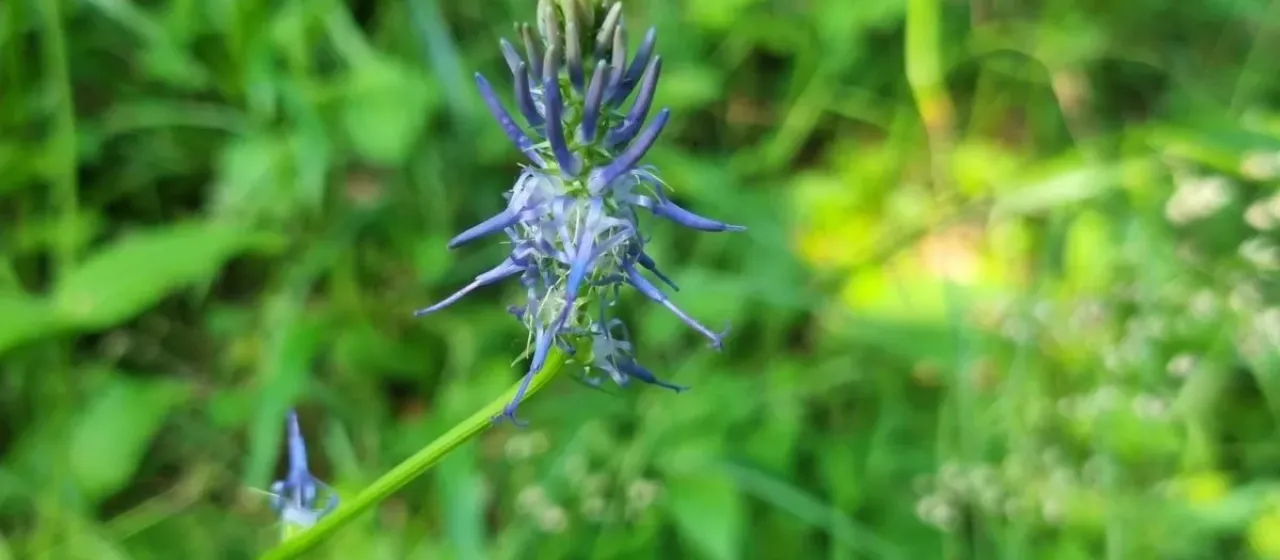 Phyteuma zahlbruckneri
