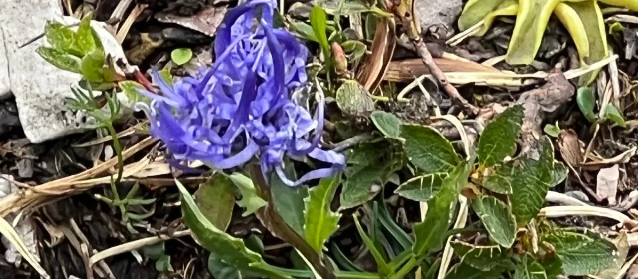 Sieber's Rampion