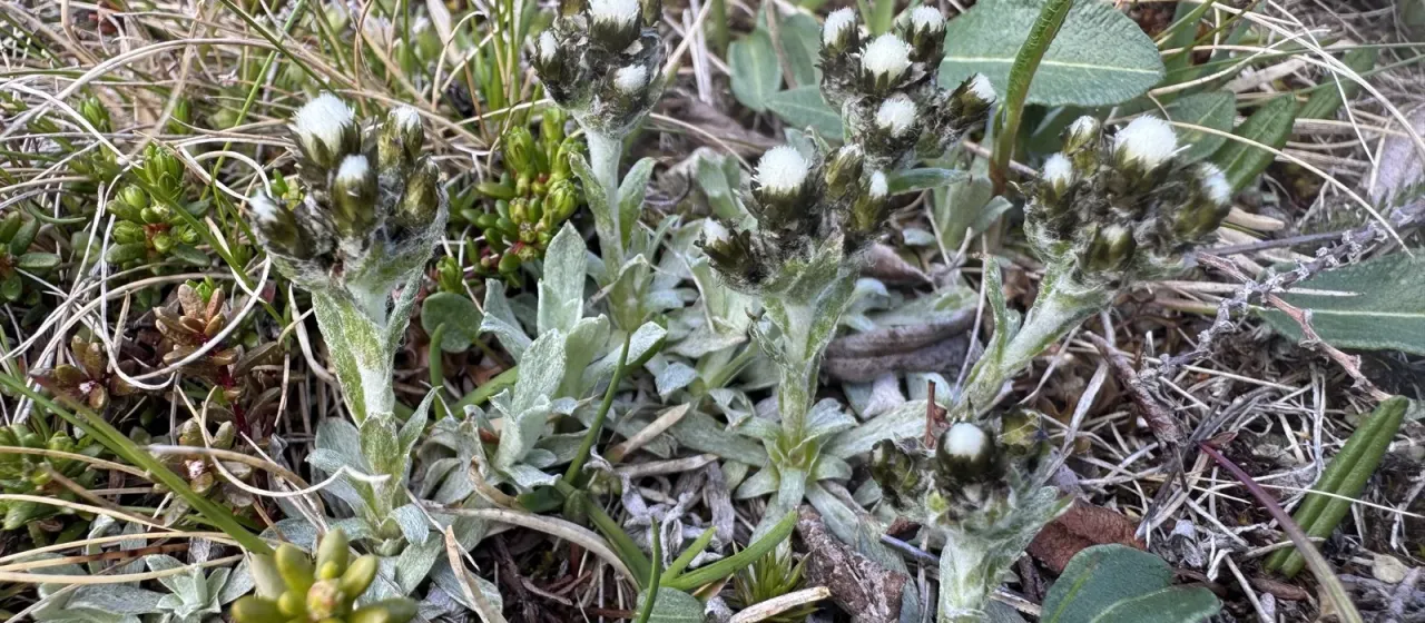 Alpine pussytoes