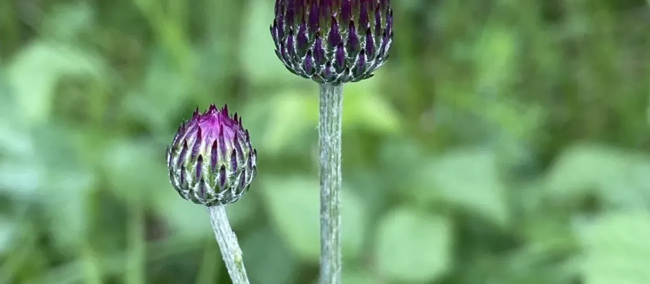 Pannonic thistle