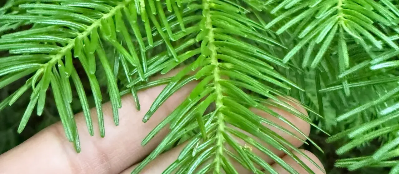 Sakhalin fir
