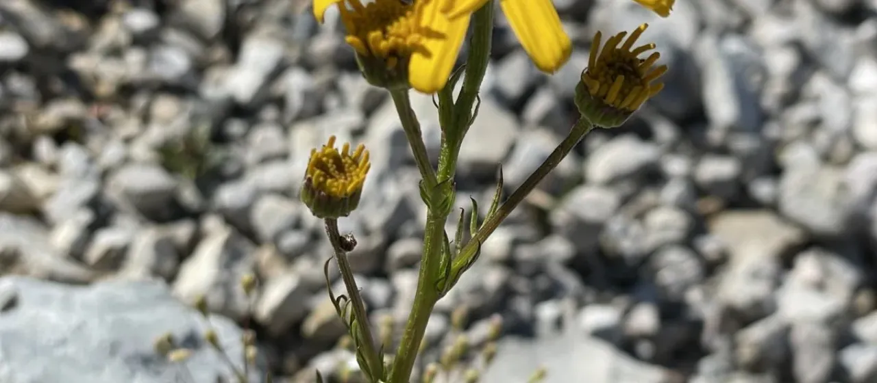 Jacobaea abrotanifolia