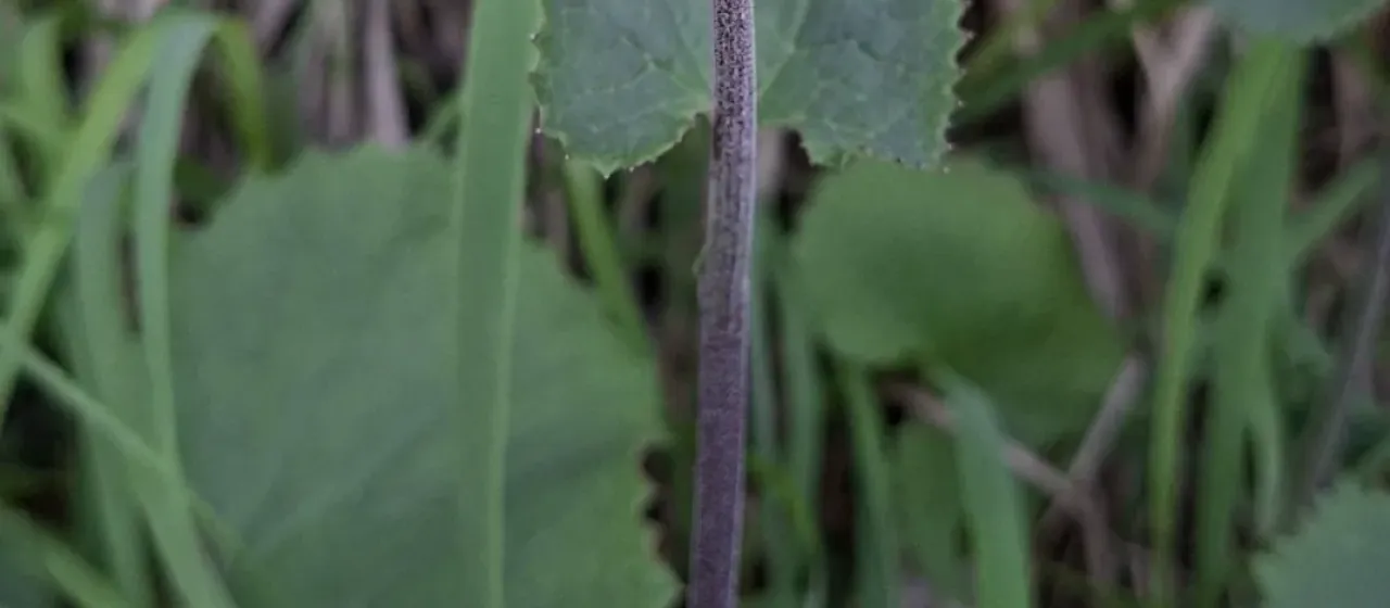 Alpine adenostyles