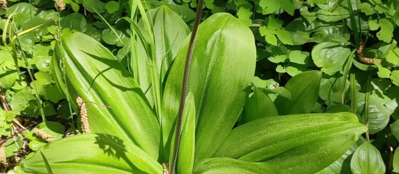 Clintonia udensis