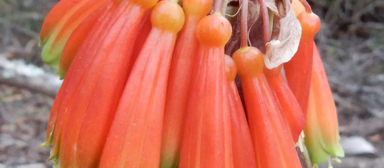 Clivia nobilis