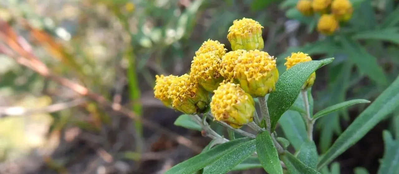 Ajania rupestris