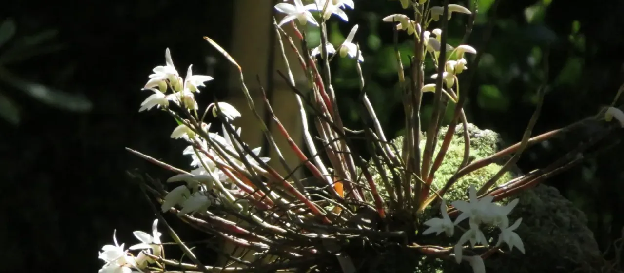 Дендробиум монилиформе