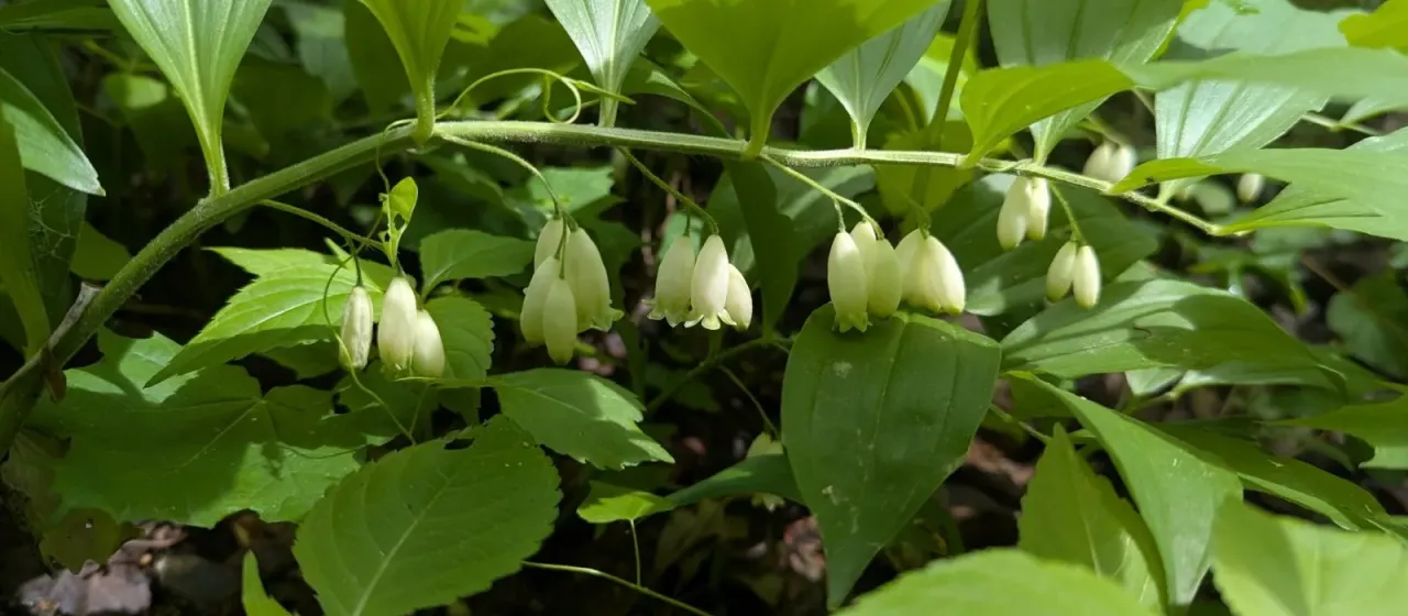 Hairy Solomon's seal