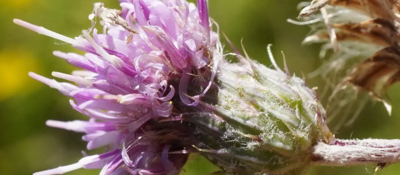 Cirsium brachycephalum