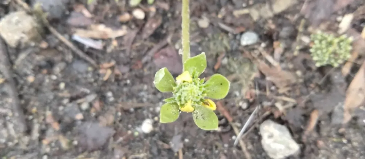 Curveseed butterwort