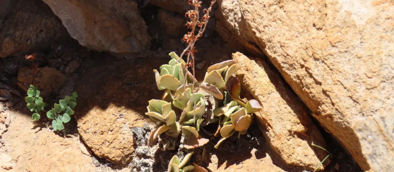 Adromischus schuldtianus
