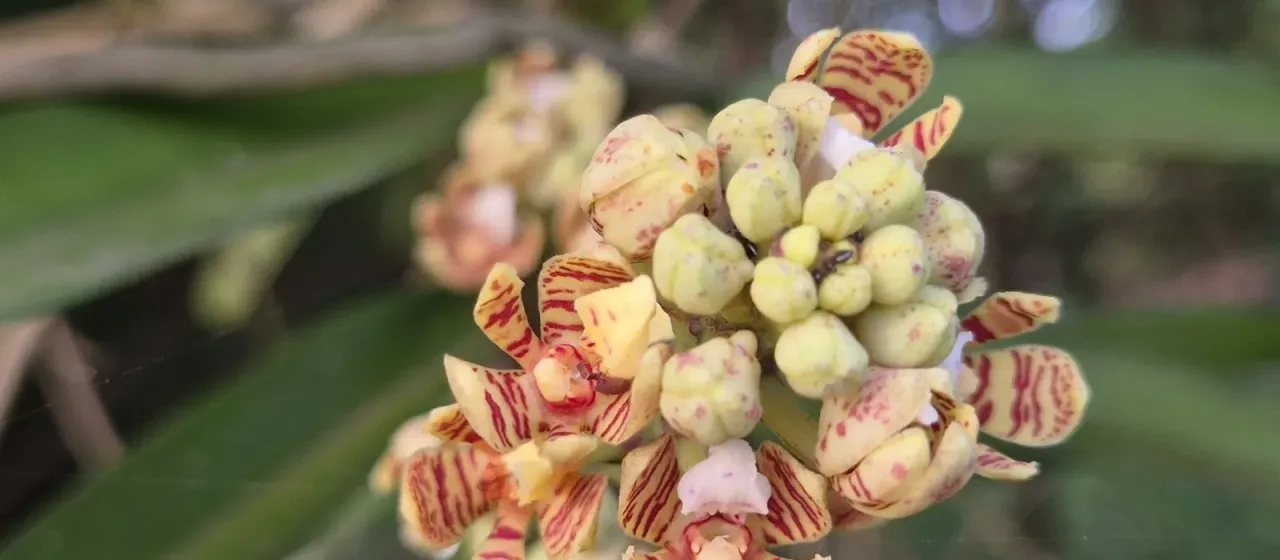 Acampe praemorsa