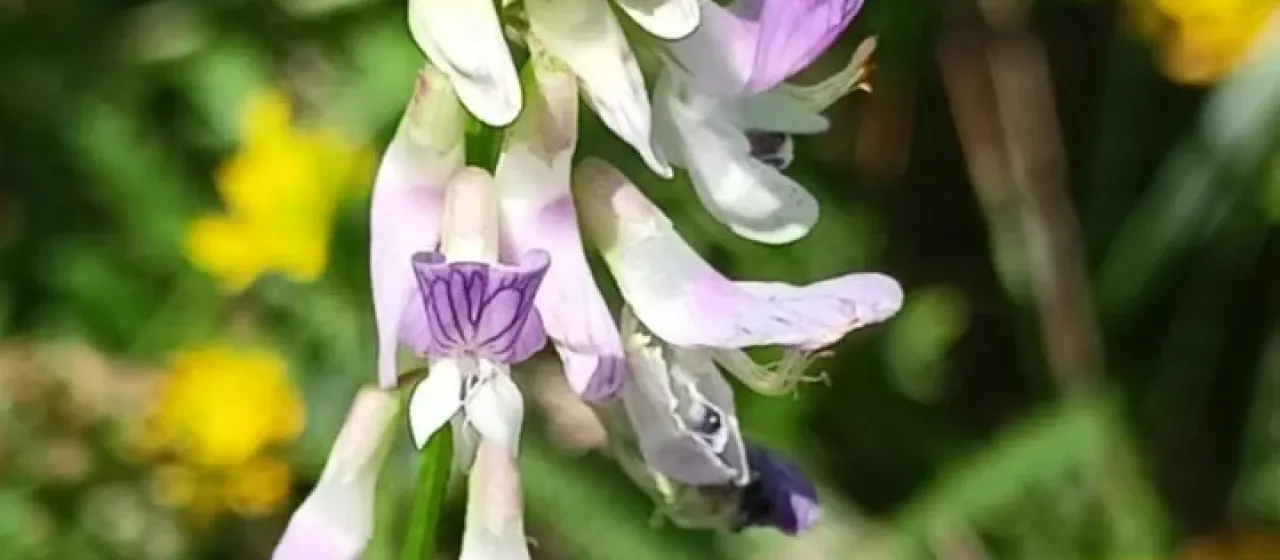 Vicia biennis
