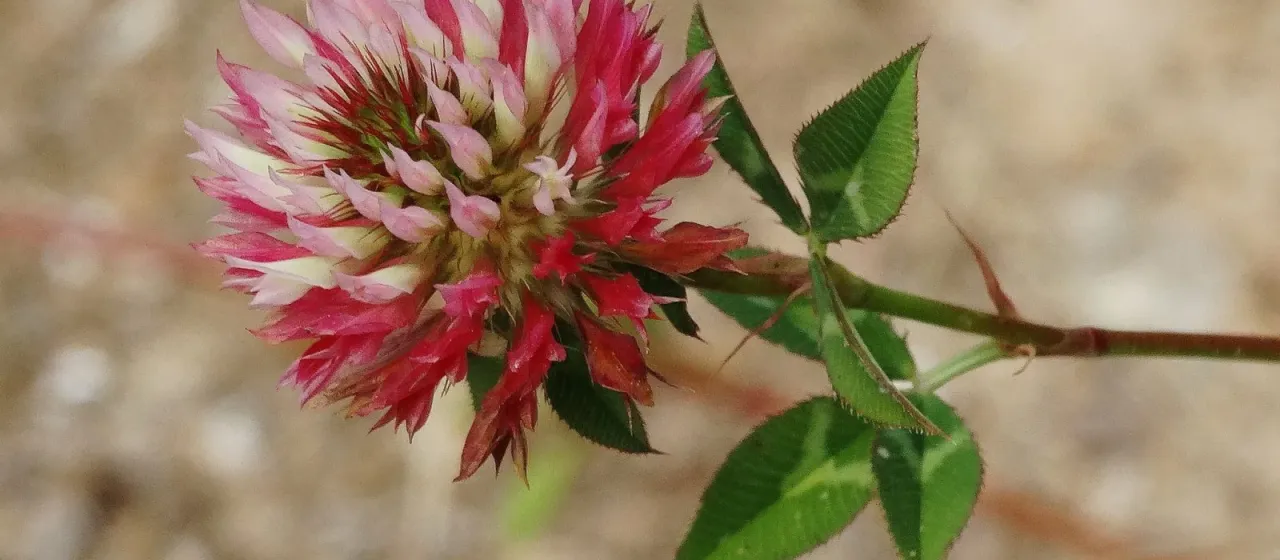 Bristly clover