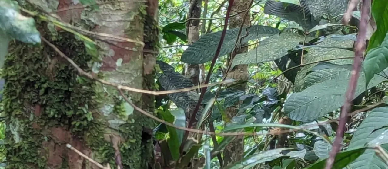 Vriesea dubia