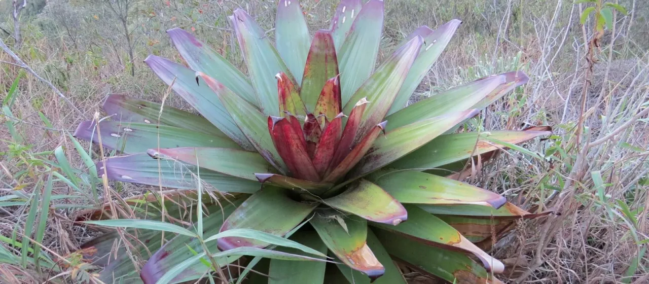 Alcantarea imperialis