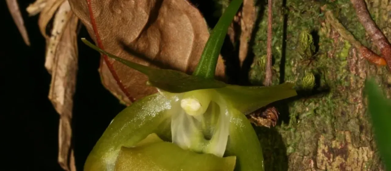 Aeranthes ramosa