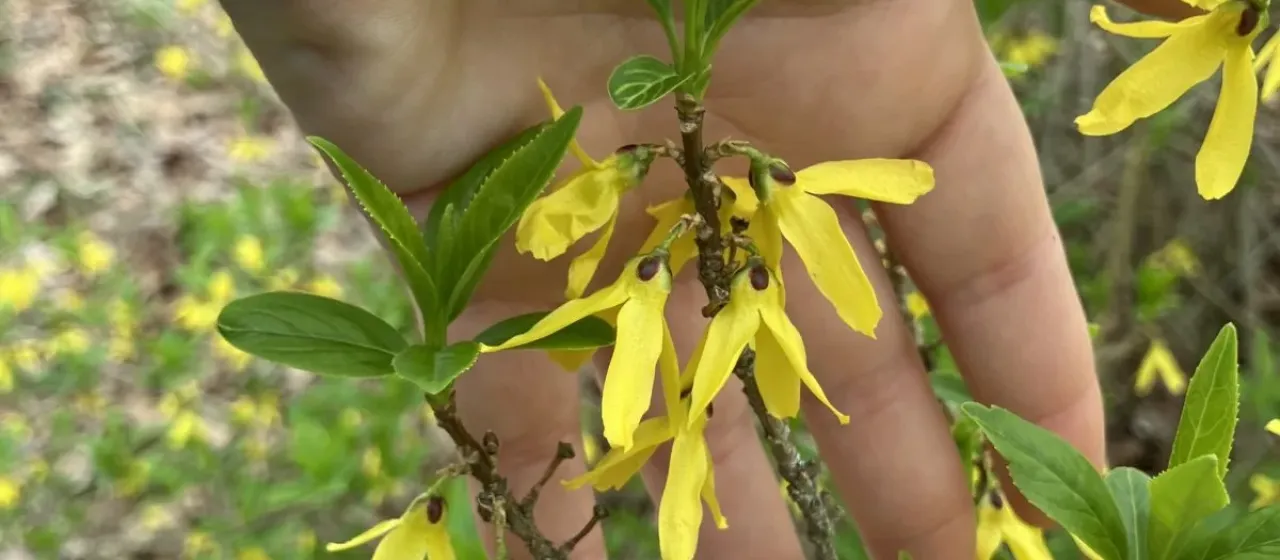 Green-stem forsythia