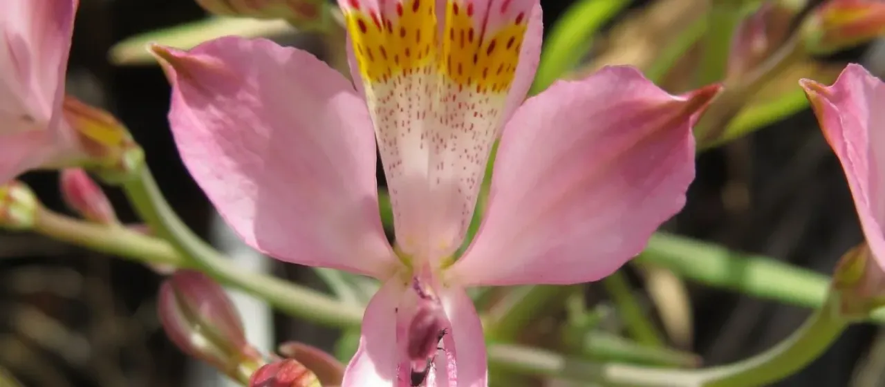 Alstroemeria angustifolia