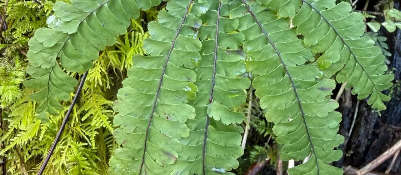 Aleutian maidenhair
