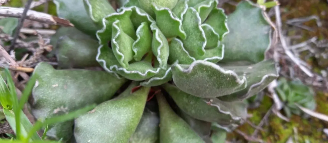 Crested Plant