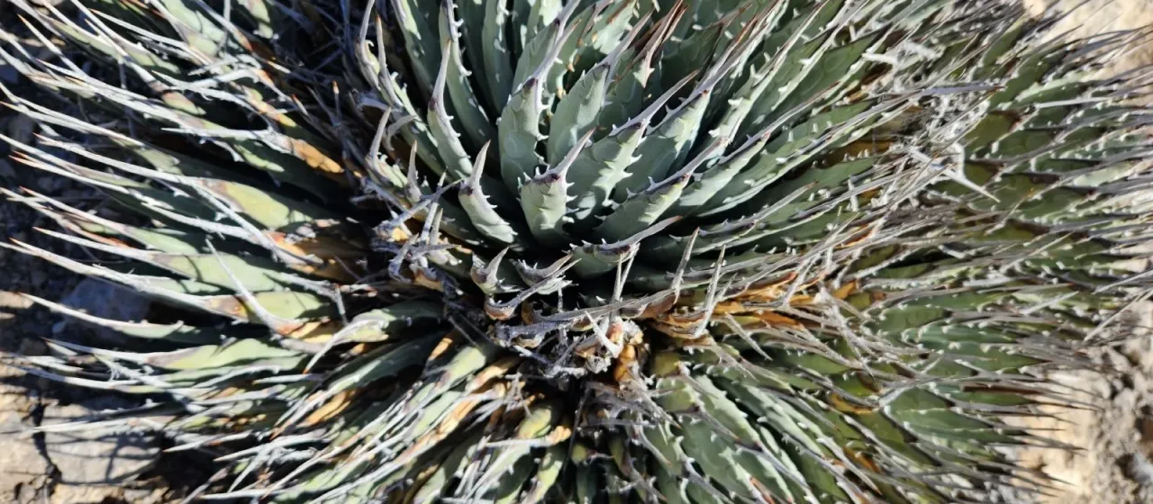 Utah agave