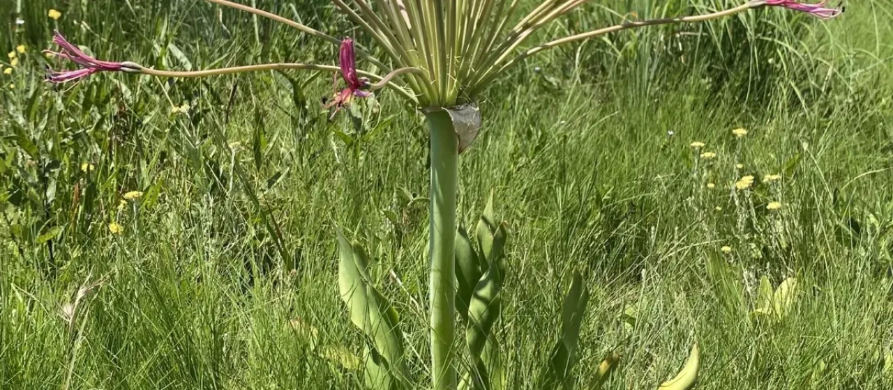 Brunsvigia grandiflora