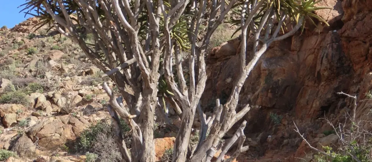 Maiden's quiver tree