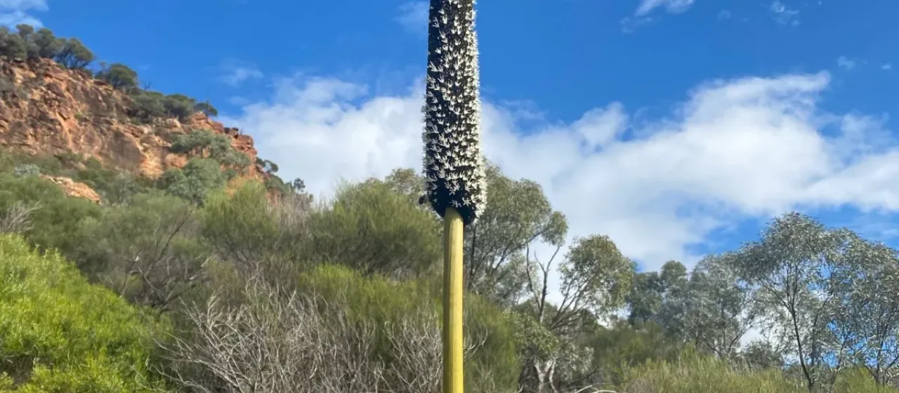 Xanthorrhoea quadrangulata