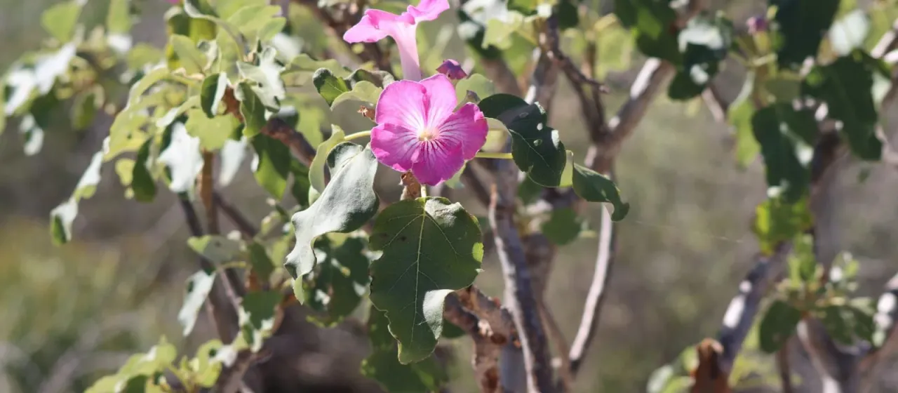 Uncarina stellulifera