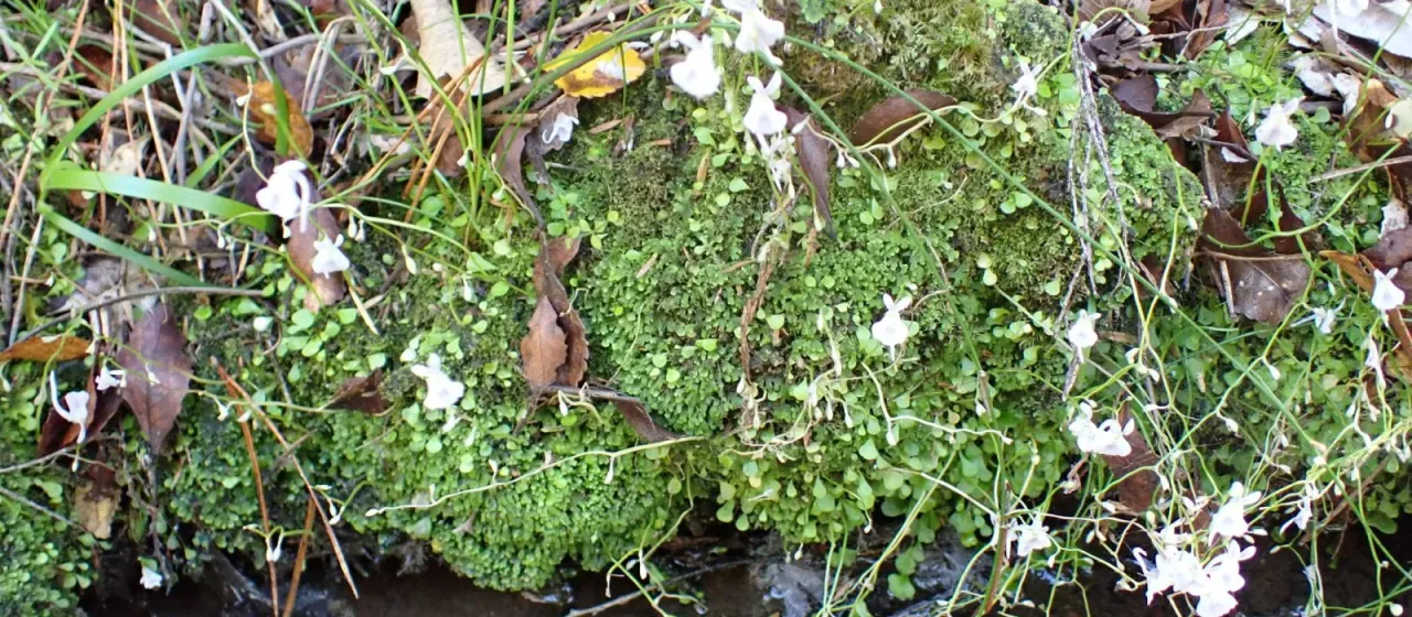 Utricularia sandersonii