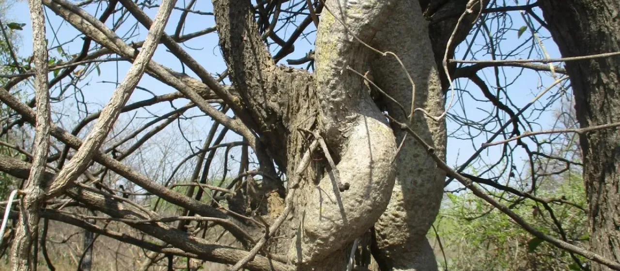 Фокея мультифлора