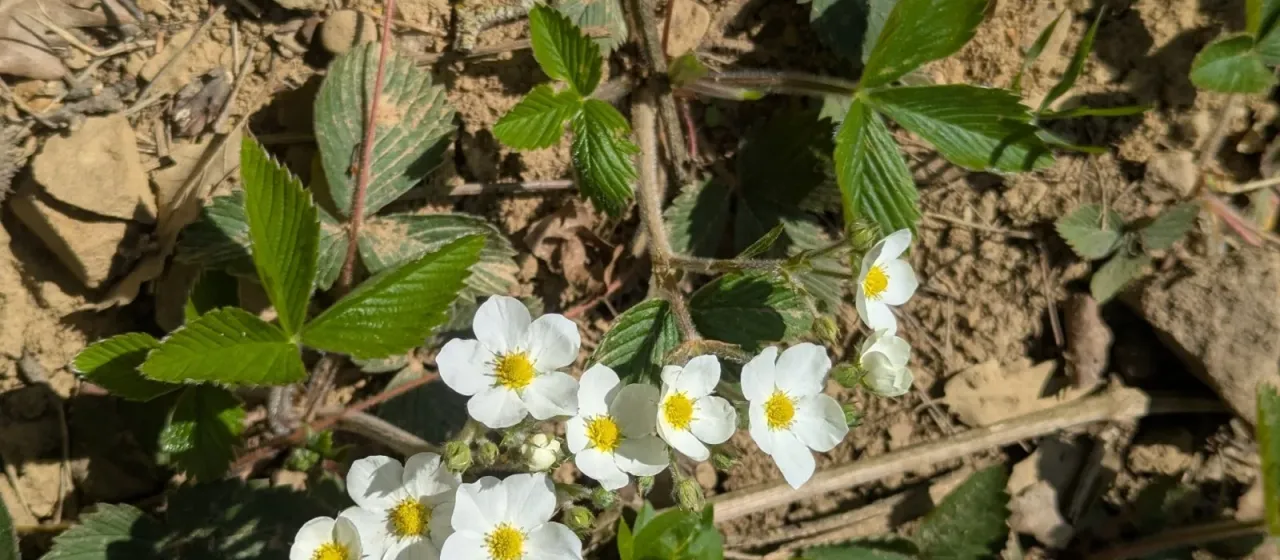 Musk strawberry