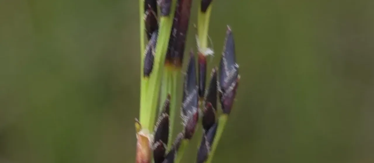 Black-spike bog-rush
