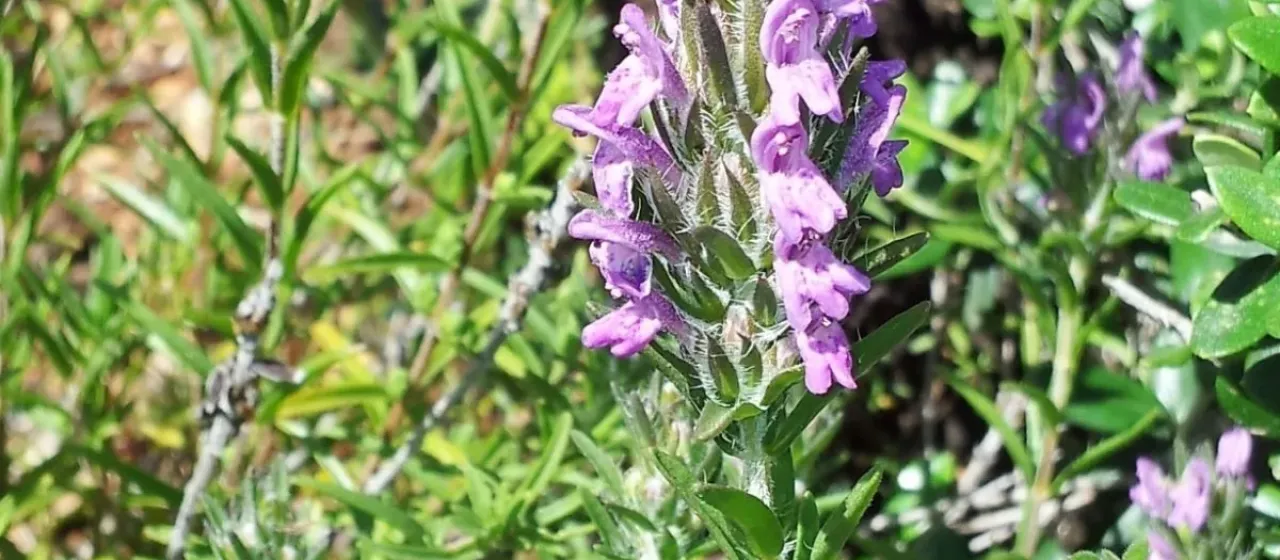 Thymbra spicata