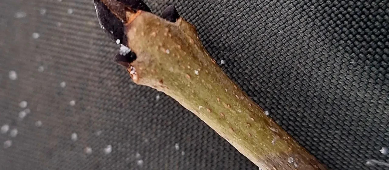 European ash