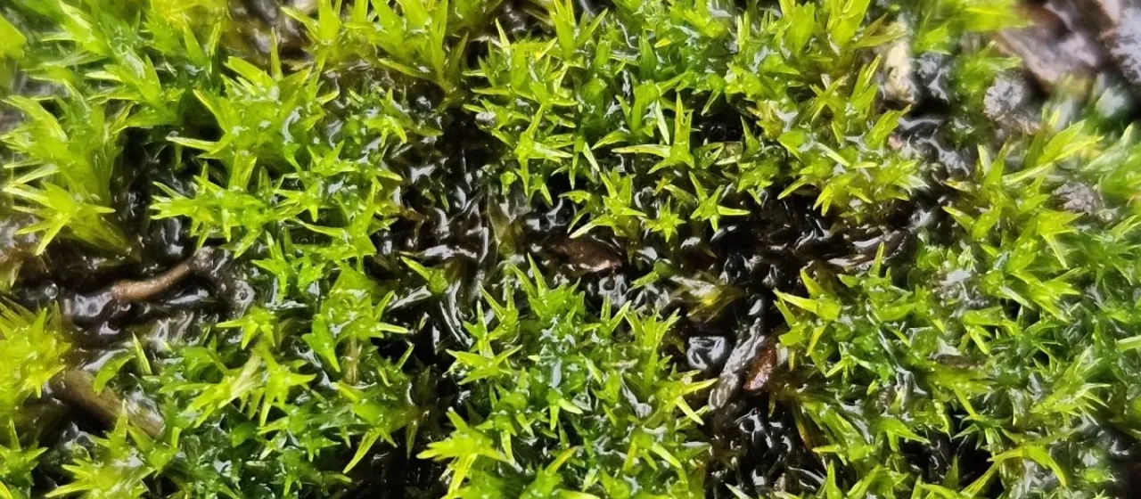 Didymodon nicholsonii