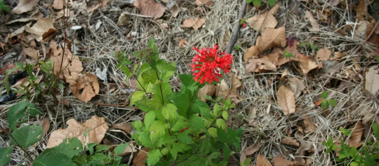 Bouvardia leiantha